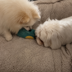 Obi and Jigo Obi and Jigo
